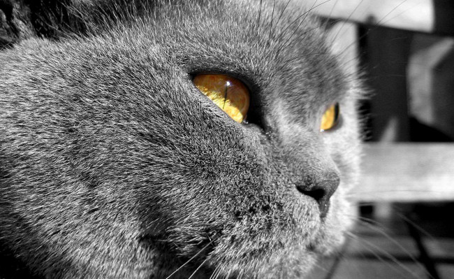 Обои картинки фото животные, коты, кот, голова, британец