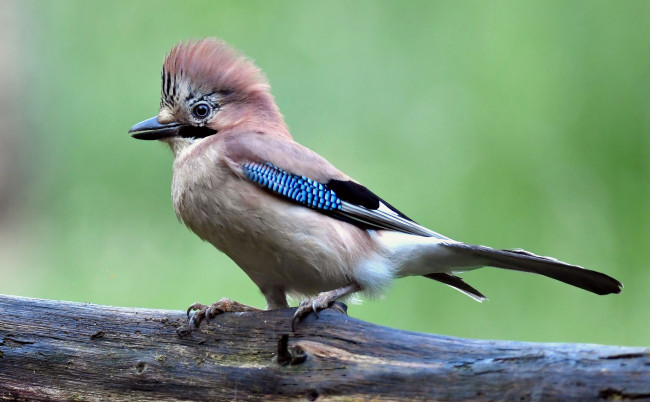 Обои картинки фото животные, птицы, птичка