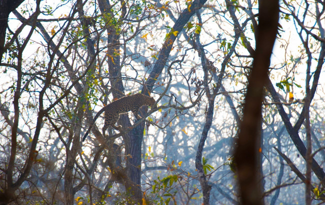 Обои картинки фото животные, леопарды, грация, окрас, лес