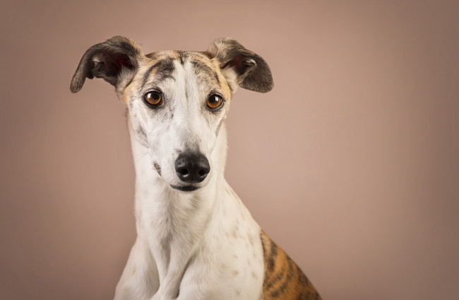 Обои картинки фото животные, собаки, пес