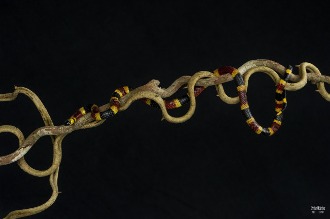 Обои картинки фото животные, змеи,  питоны,  кобры, пёстрый, яркий, ветка