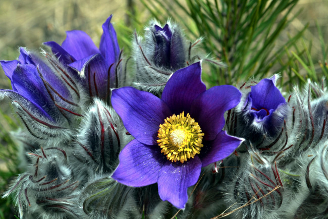 Обои картинки фото цветы, анемоны,  сон-трава, сон-трава