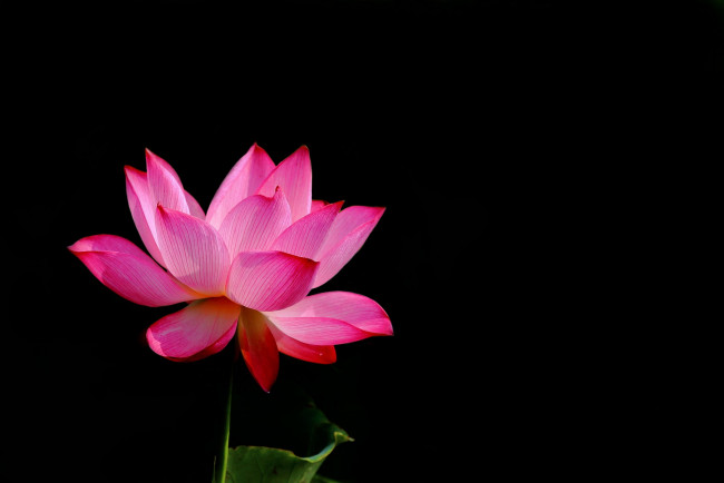 Обои картинки фото цветы, лотосы, фон, лепестки