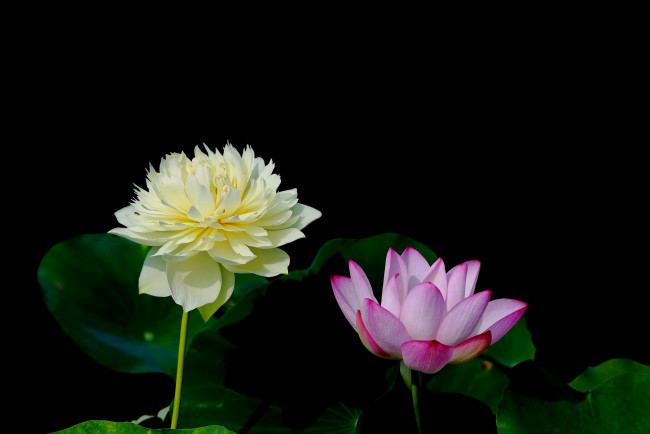 Обои картинки фото цветы, лотосы, фон, лепестки