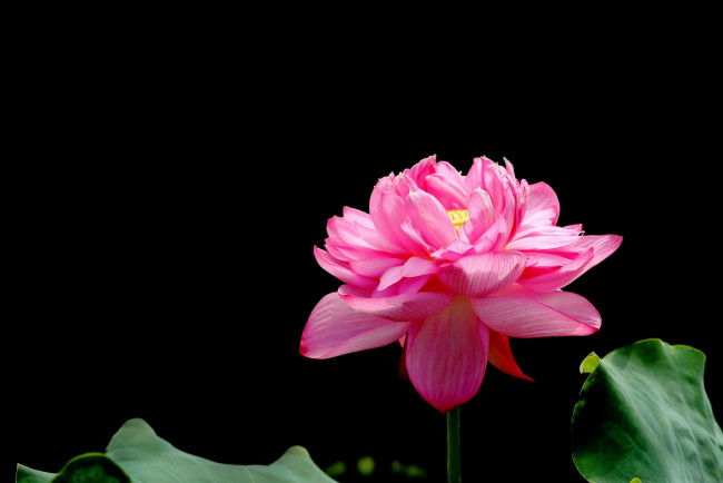 Обои картинки фото цветы, лотосы, лепестки, фон