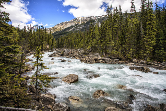 Обои картинки фото природа, реки, озера, лес, река