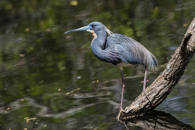 Обои картинки фото животные, цапли,  выпи, птичка