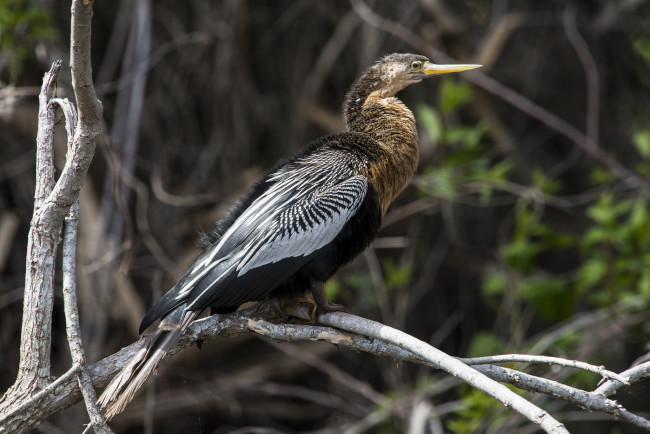 Обои картинки фото животные, Чайки,  бакланы,  крачки, птичка