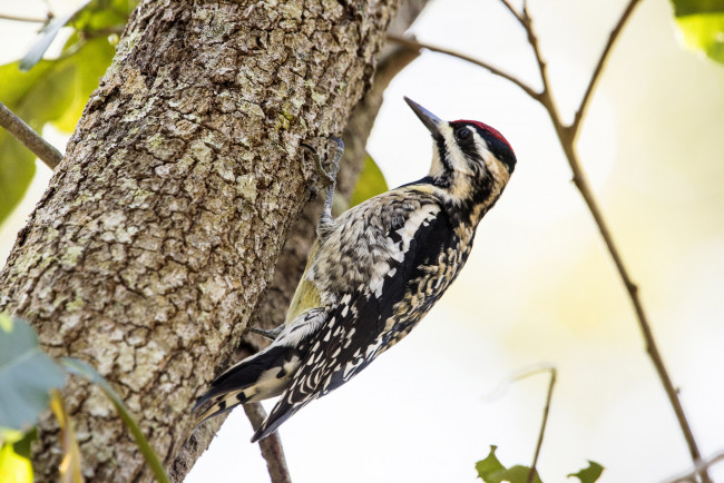 Обои картинки фото животные, дятлы, птичка