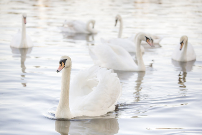 Обои картинки фото животные, лебеди, грация, свет