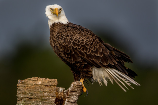 Обои картинки фото животные, птицы - хищники, птичка