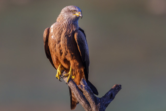 Обои картинки фото животные, птицы - хищники, птичка