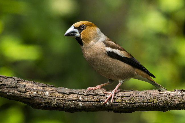 Обои картинки фото животные, птицы, птичка