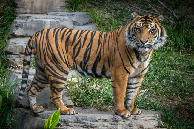 Обои картинки фото животные, тигры, хищник