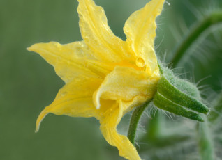 Картинка цветы цветущие+овощи +ягоды капли желтый цветок