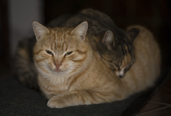 Картинка животные коты