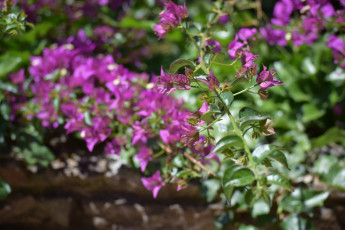 Картинка цветы лепестки