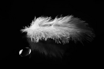 Картинка разное перья перо