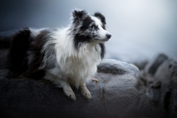 Картинка собака животные собаки