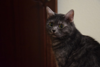 Картинка животные коты взгляд