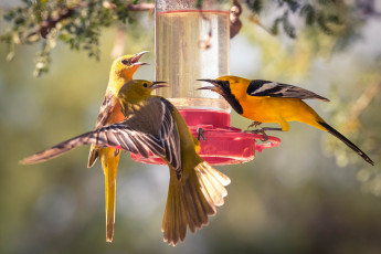 Картинка животные птицы