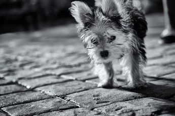 Картинка животные собаки собака