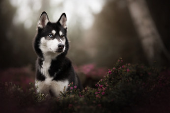 Картинка собака животные собаки