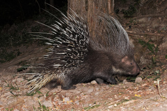 Картинка животные дикобразы дикобраз