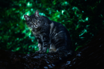 Картинка животные коты природа trees depth of field looking at viewer animals дикая кошка лес