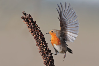 обоя животные, синицы,  лазоревки, птица
