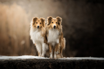 Картинка животные собаки пес