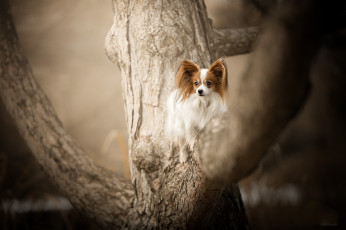 Картинка животные собаки пес