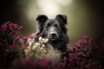 Картинка животные собаки пес