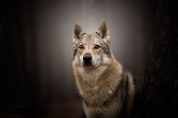 Картинка животные собаки пес