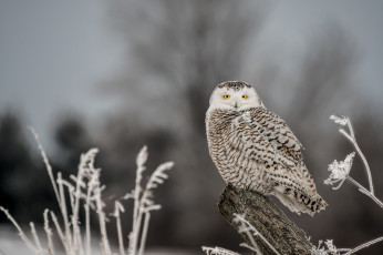 Картинка животные совы птица сова бревно