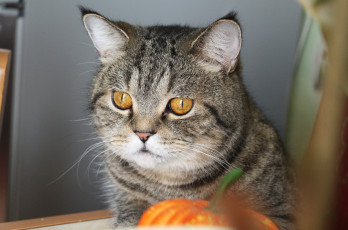 Картинка животные коты взгляд тыква глаза