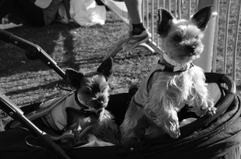 Картинка животные собаки взгляд