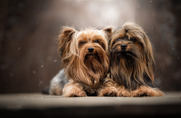 Картинка животные собаки пес