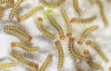 обоя животные, гусеницы