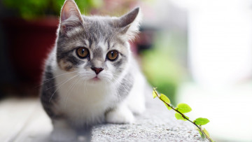 Картинка кот животные коты