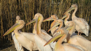 обоя животные, пеликаны