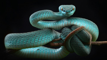 Картинка животные змеи +питоны +кобры белогубая куфия