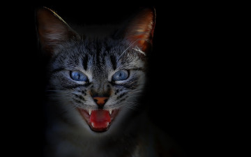 Картинка кот животные коты