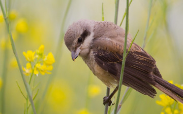 Картинка животные птицы цветы стебли птица серая