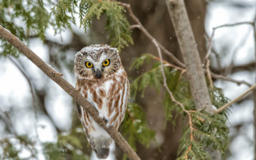 Картинка животные совы птица сова дерево