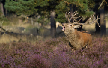 Картинка животные олени поляна деревья трава рога рев олень