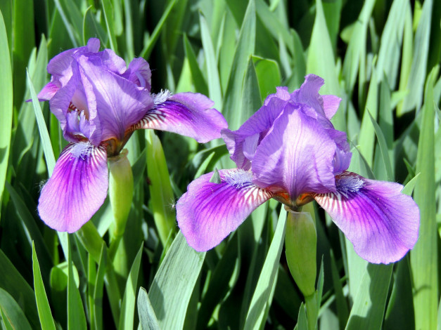 Обои картинки фото цветы, ирисы, дуэт