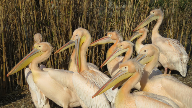 Обои картинки фото животные, пеликаны