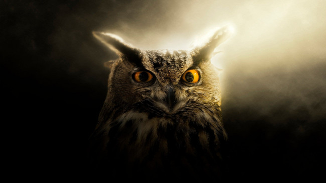Обои картинки фото животные, совы, клюв, глаза, сова