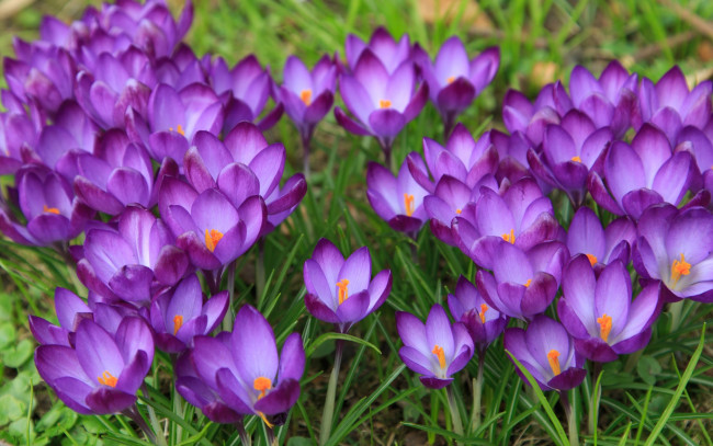 Обои картинки фото цветы, крокусы, весна, луг, цветение